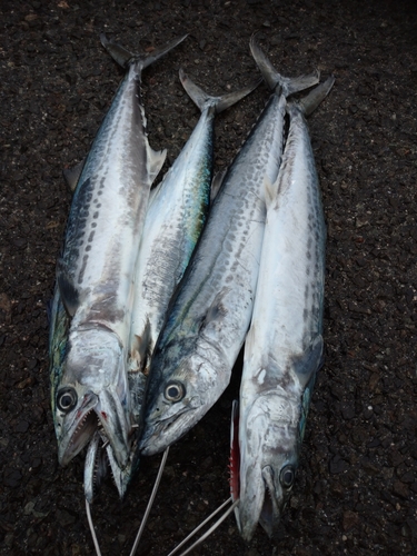 サゴシの釣果