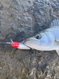 セイゴ（ヒラスズキ）の釣果