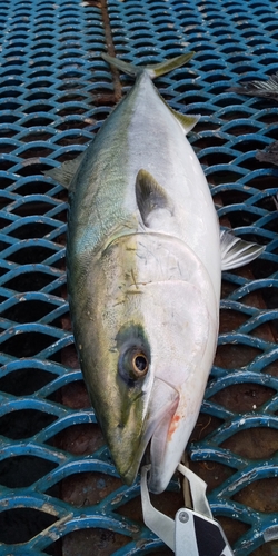 ワラサの釣果