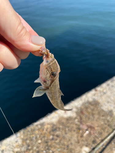 ハゼの釣果