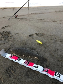 ヒラメの釣果