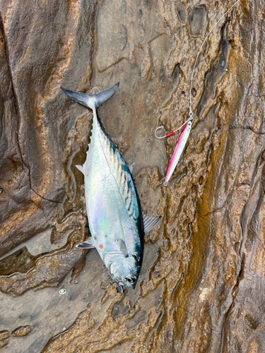 カツオの釣果