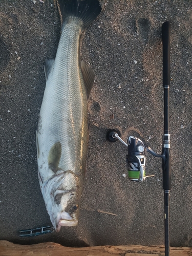 スズキの釣果