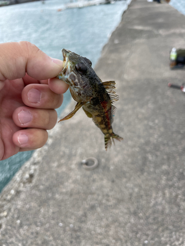 アナハゼの釣果