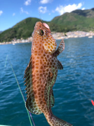 オオモンハタの釣果