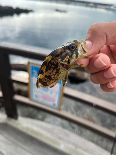 ソイの釣果