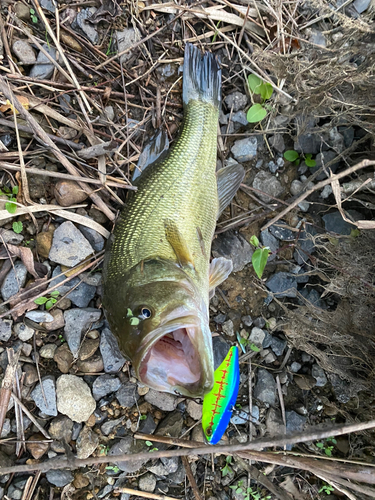 釣果