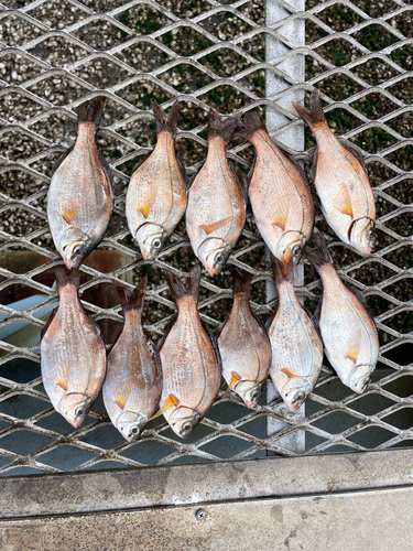 ウミタナゴの釣果