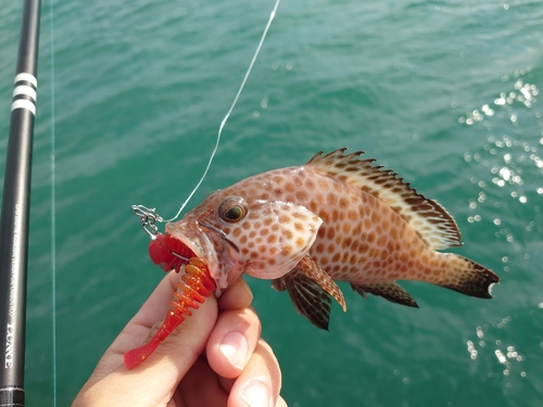 オオモンハタの釣果