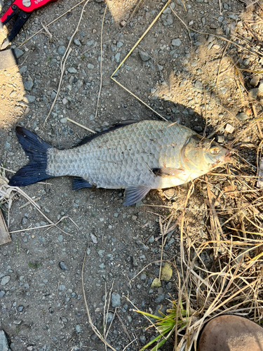 フナの釣果