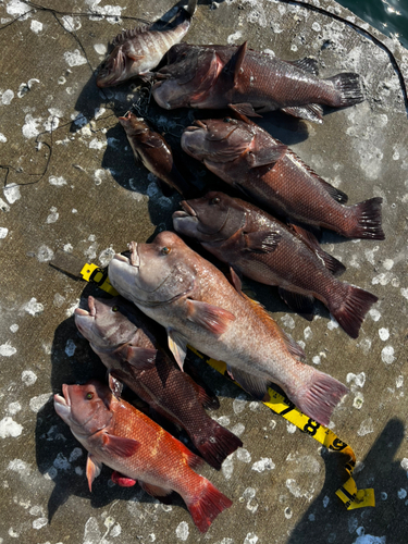 イシダイの釣果