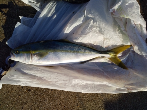 イナダの釣果