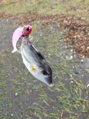 ギマの釣果