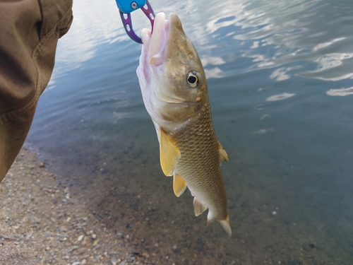 ニゴイの釣果