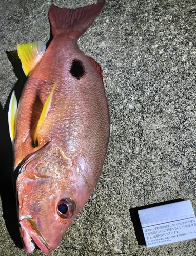 シブダイの釣果