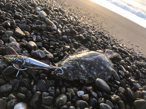 ソゲの釣果