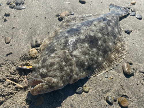 ヒラメの釣果