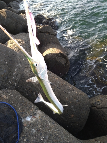 ダツの釣果