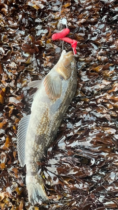 アイナメの釣果