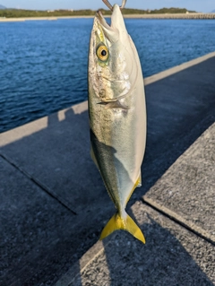 ヤズの釣果