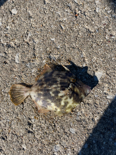 カワハギの釣果