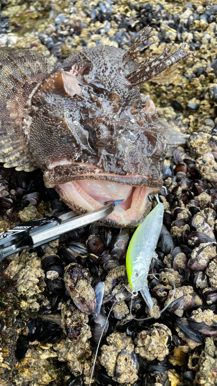 トウベツカジカ