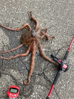 タコの釣果