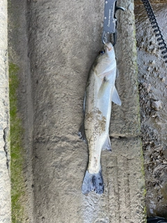 フッコ（マルスズキ）の釣果