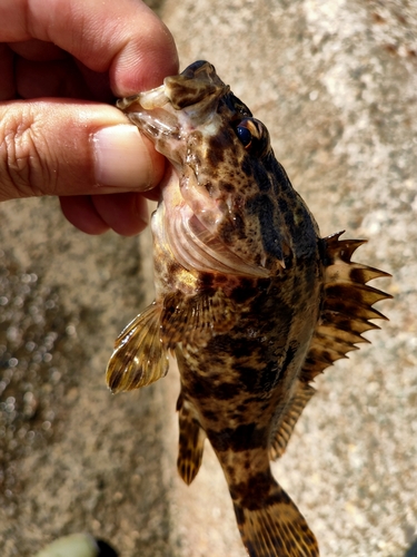 タケノコメバルの釣果