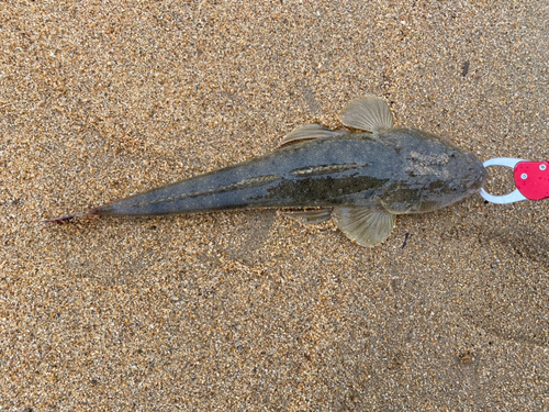 マゴチの釣果