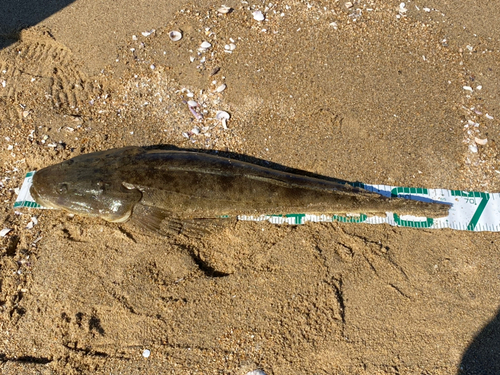 マゴチの釣果