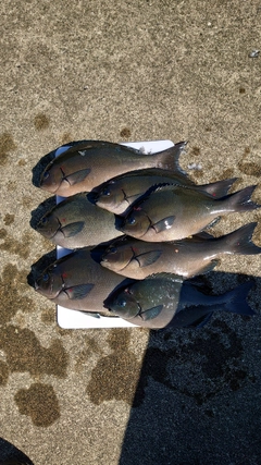 オナガグレの釣果