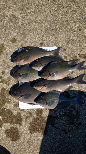 オナガグレの釣果