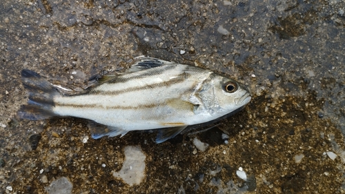 コトヒキの釣果