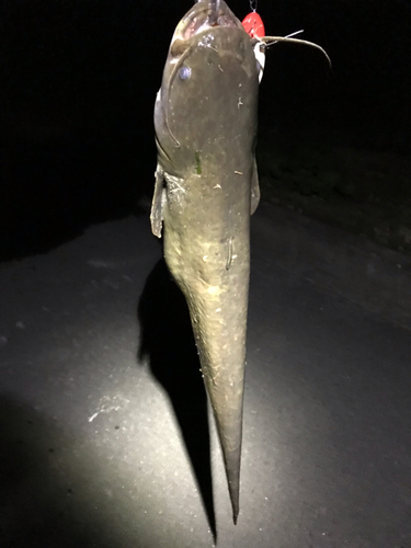 マナマズの釣果