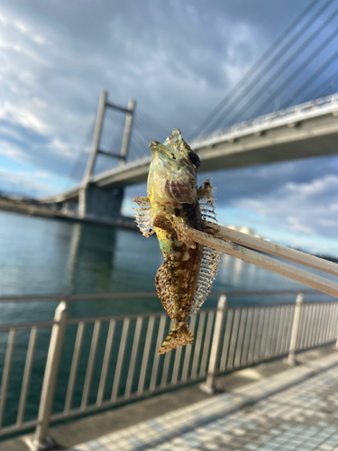 アサヒアナハゼの釣果