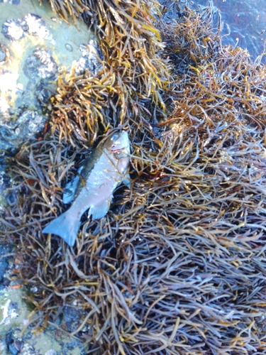 クロの釣果