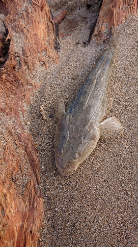 マゴチの釣果