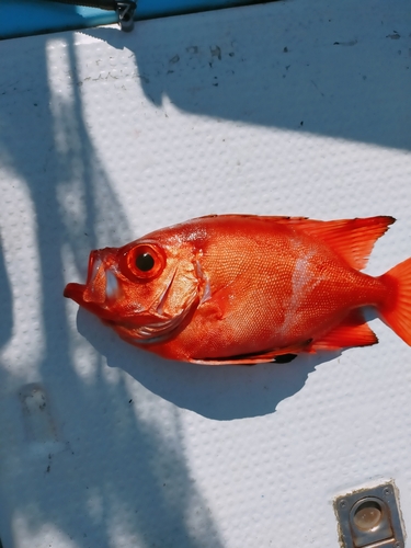 チカメキントキの釣果