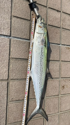 サゴシの釣果