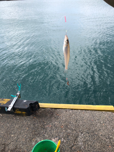 キスの釣果