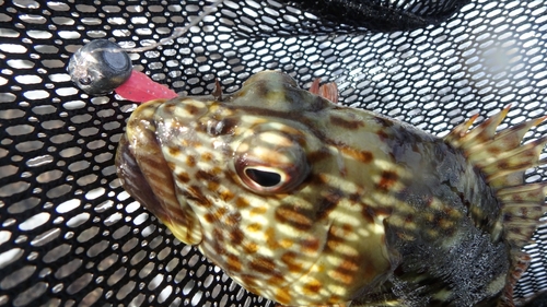 イソゴンベの釣果