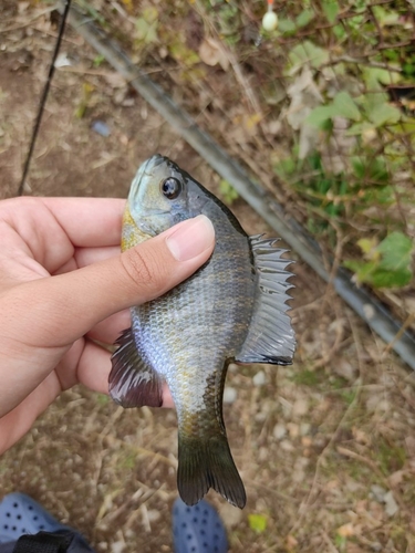 ブルーギルの釣果