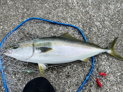 ワラサの釣果