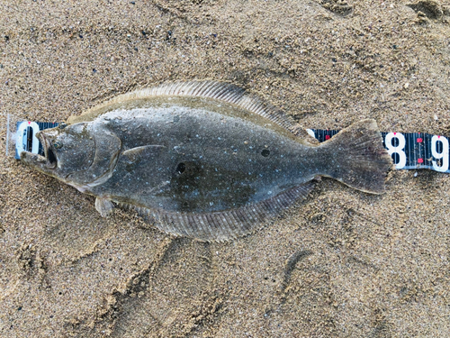 ヒラメの釣果