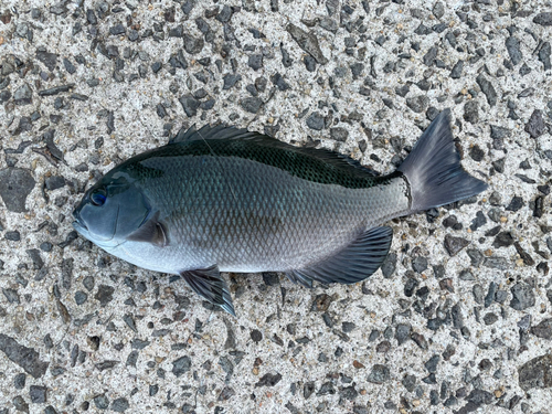 クロの釣果