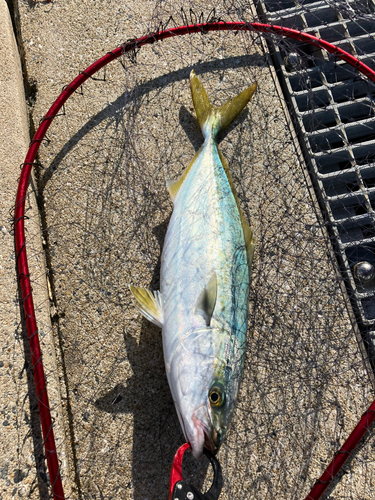 ハマチの釣果