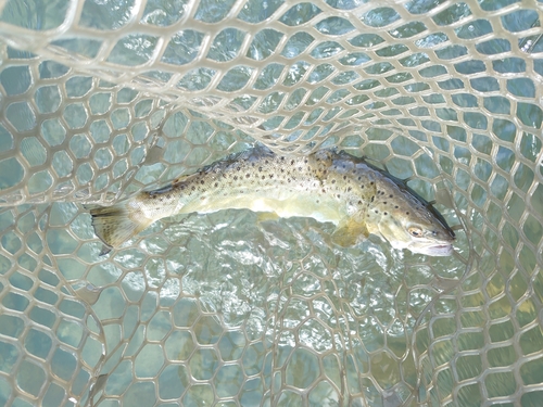 ブラウントラウトの釣果