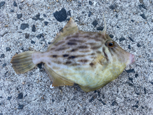 カワハギの釣果