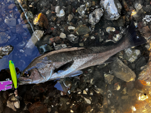 シーバスの釣果